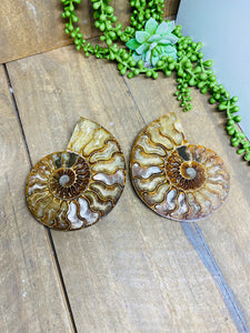 Fossil Ammonite pair