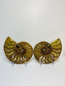 Fossil Ammonite pair