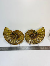 Load image into Gallery viewer, Fossil Ammonite pair