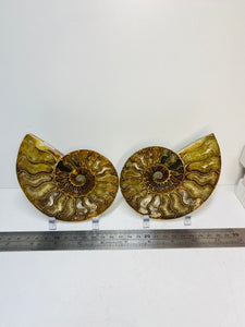 Fossil Ammonite pair