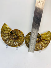 Load image into Gallery viewer, Fossil Ammonite pair