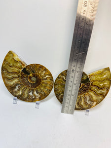 Fossil Ammonite pair