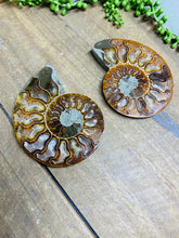 Load image into Gallery viewer, Fossil Ammonite pair