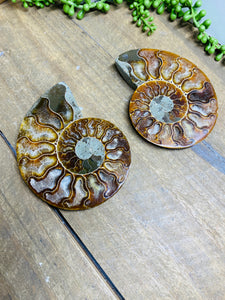 Fossil Ammonite pair