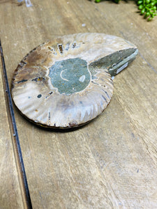 Fossil Ammonite pair