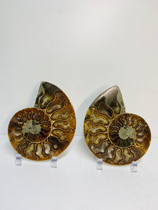 Fossil Ammonite pair