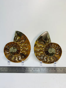 Fossil Ammonite pair