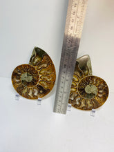 Load image into Gallery viewer, Fossil Ammonite pair