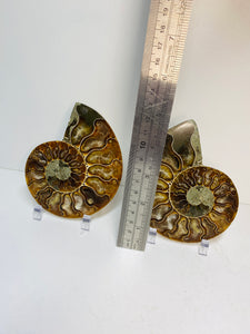 Fossil Ammonite pair