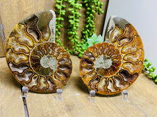 Load image into Gallery viewer, Fossil Ammonite pair