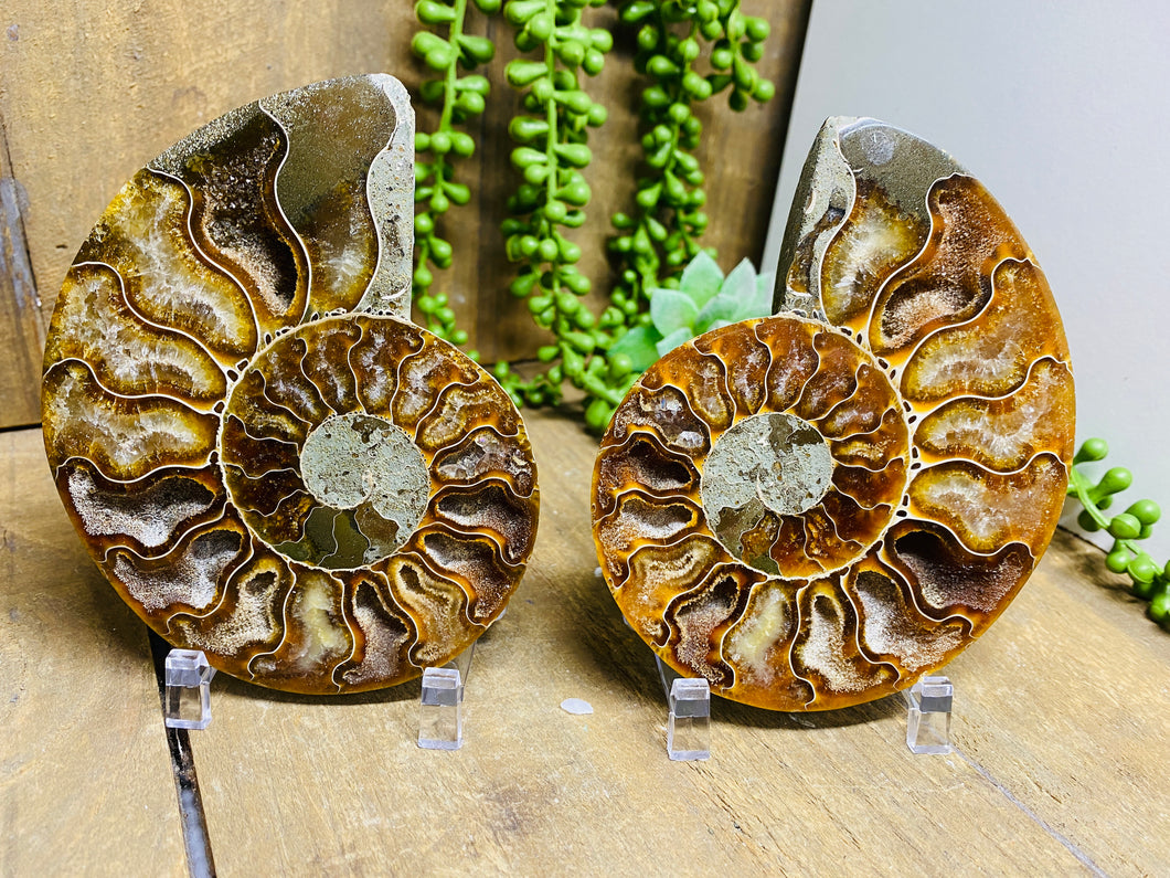 Fossil Ammonite pair