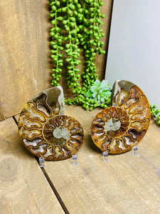 Fossil Ammonite pair