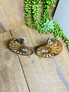 Fossil Ammonite pair