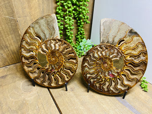 Fossil Ammonite pair