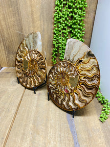 Fossil Ammonite pair