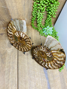 Fossil Ammonite pair