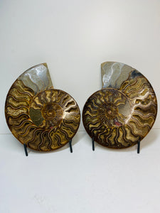 Fossil Ammonite pair