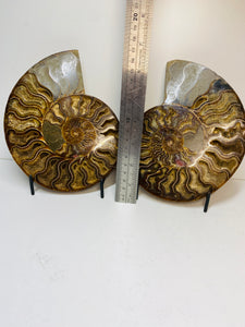 Fossil Ammonite pair