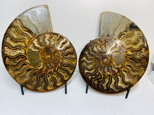 Fossil Ammonite pair