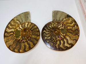 Fossil Ammonite pair