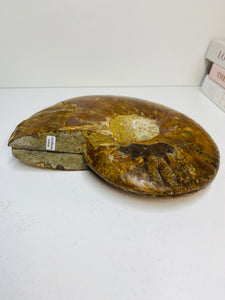 Fossil Ammonite pair