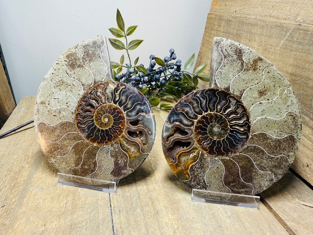 Fossil Ammonite pair