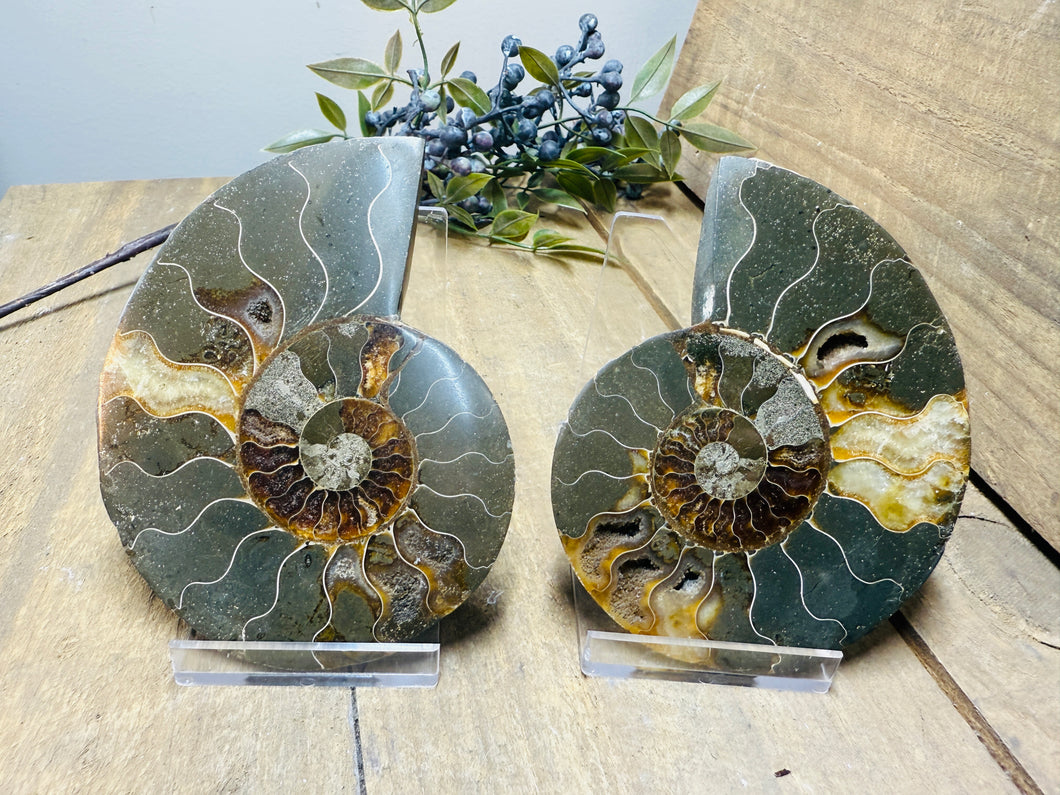 Fossil Ammonite pair