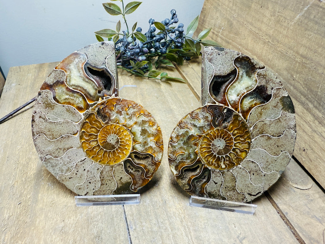 Fossil Ammonite pair