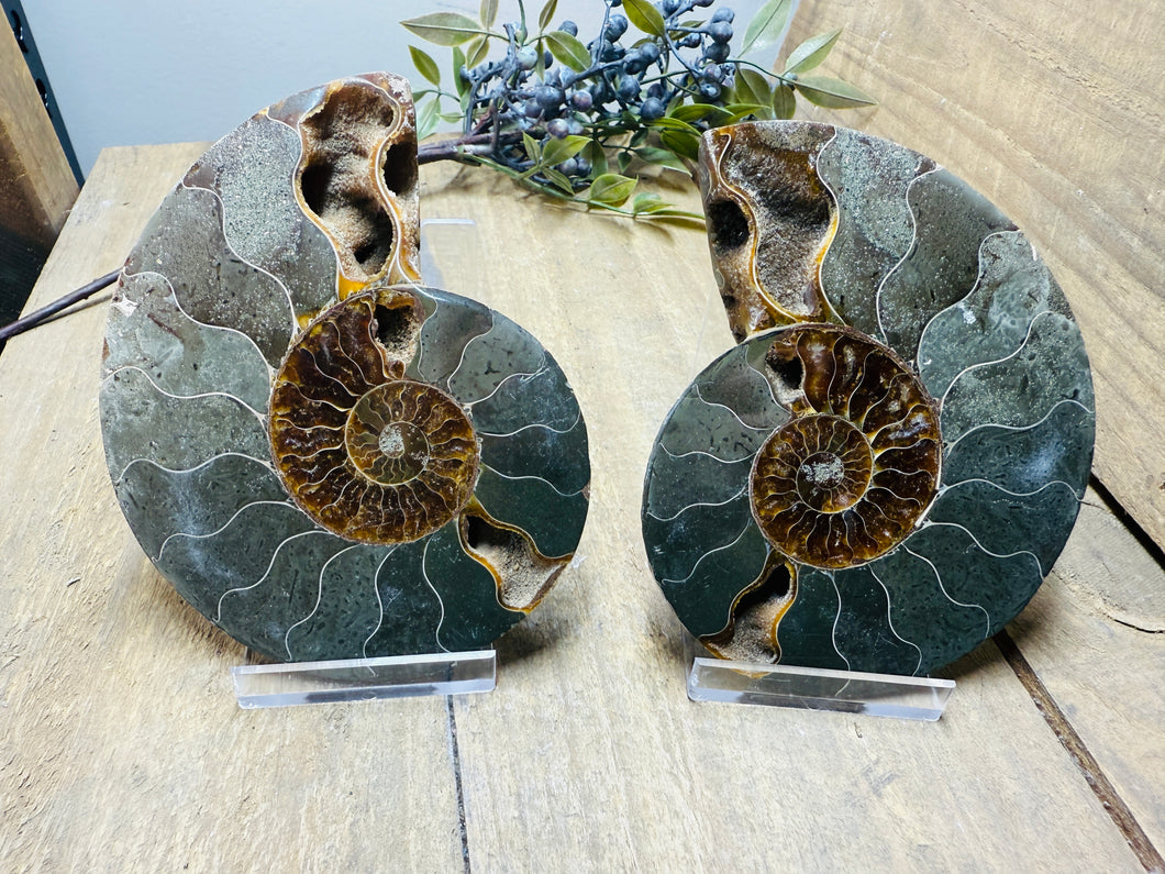 Fossil Ammonite pair