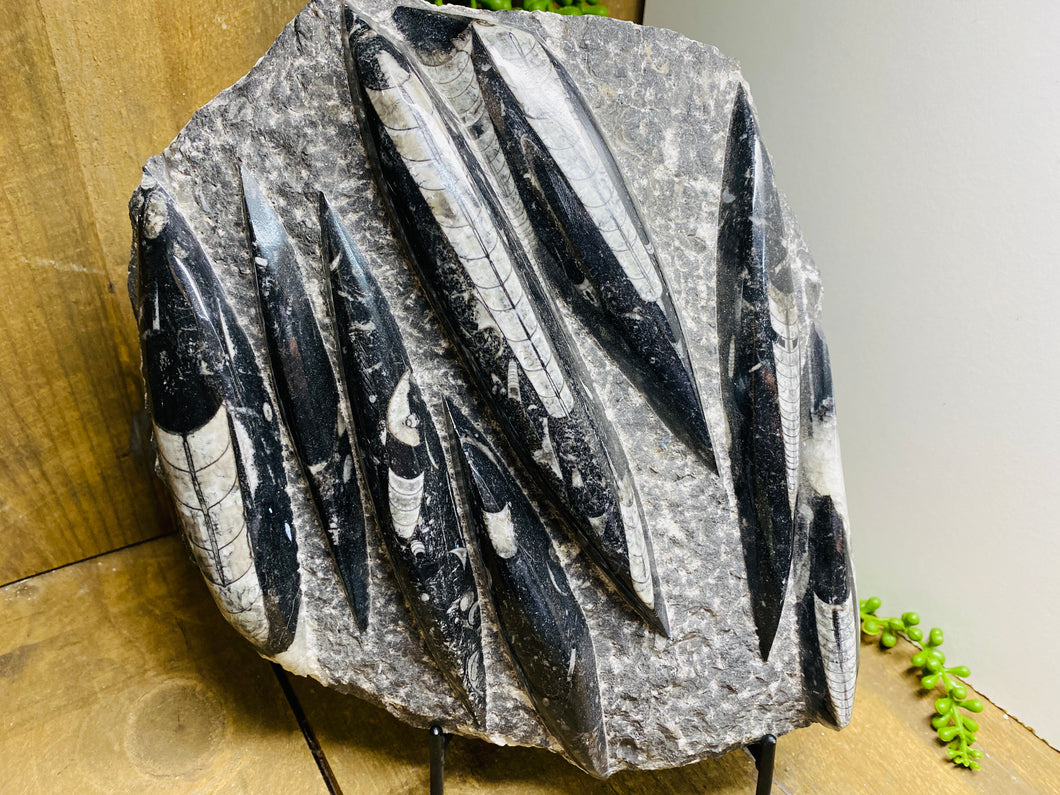 Fossil Orthoceras slab on black stand