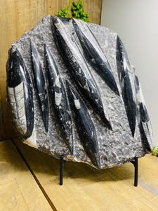 Fossil Orthoceras slab on black stand