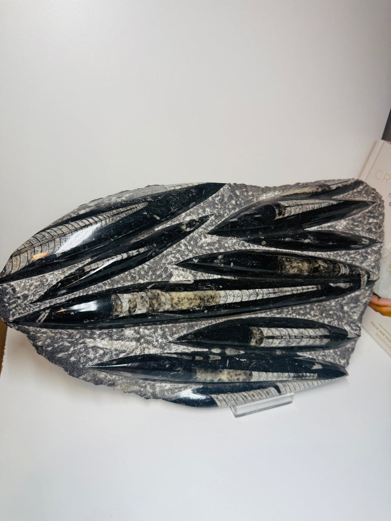 Fossil Orthoceras slab on clear stand