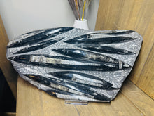 Load image into Gallery viewer, Fossil Orthoceras slab on clear stand