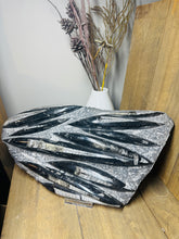 Load image into Gallery viewer, Fossil Orthoceras slab on clear stand
