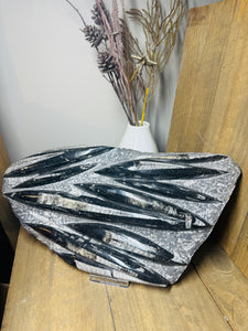 Fossil Orthoceras slab on clear stand