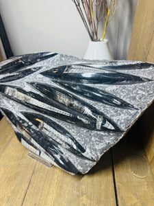 Fossil Orthoceras slab on clear stand