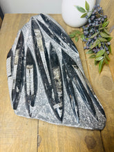 Load image into Gallery viewer, Fossil Orthoceras slab on clear stand