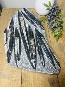 Fossil Orthoceras slab on clear stand