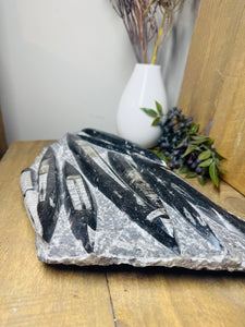 Fossil Orthoceras slab on clear stand