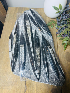Fossil Orthoceras slab on clear stand