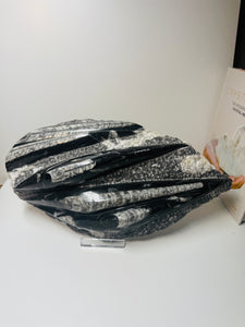 Fossil Orthoceras slab on clear stand