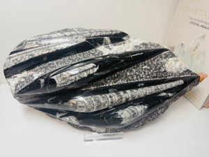 Fossil Orthoceras slab on clear stand
