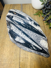 Load image into Gallery viewer, Fossil Orthoceras slab on clear stand
