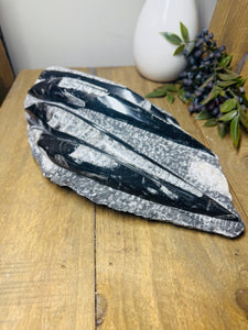Fossil Orthoceras slab on clear stand