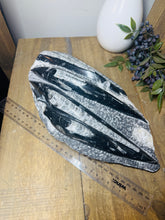 Load image into Gallery viewer, Fossil Orthoceras slab on clear stand
