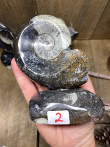 Freestanding Fossil Ammonite Orthoceras statute