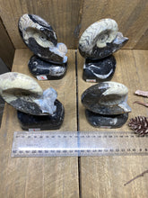 Load image into Gallery viewer, Freestanding Fossil Ammonite Orthoceras statute