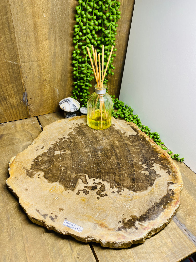 Petrified wood slab