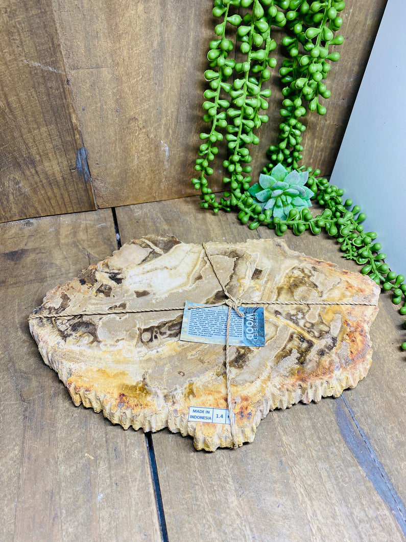 Petrified wood slab