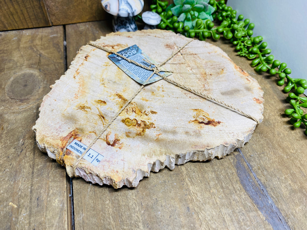 Petrified wood slab